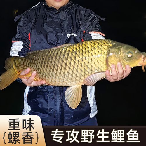 江河野釣餌料配方_江河餌料自制配方和使用方法?_江河野釣技巧