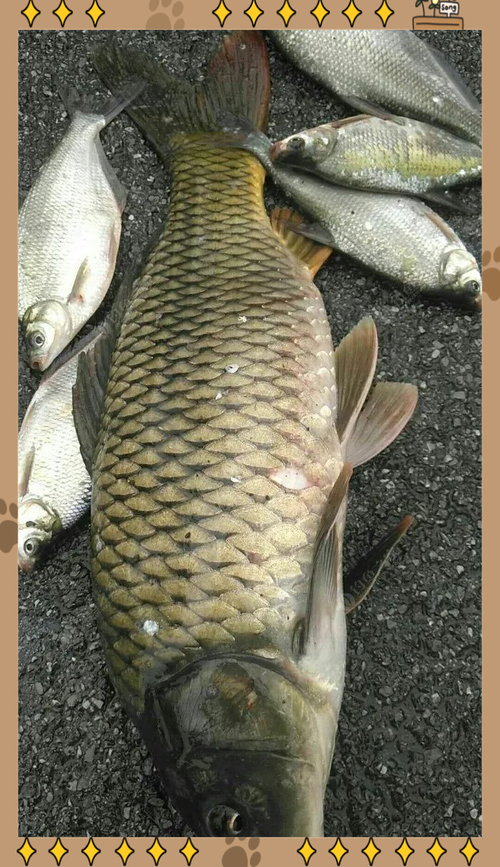 春季釣鯉魚技巧_釣鯉魚最佳時間_解密野生鯉魚的生活習性和垂釣技巧必看