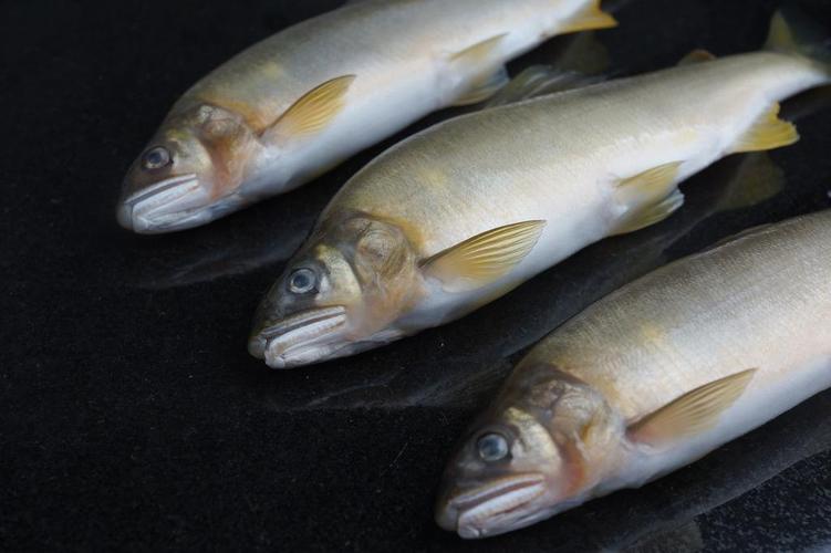 香魚_香魚的垂釣方法_釣魚百科_香魚垂釣方法_香魚生活習性