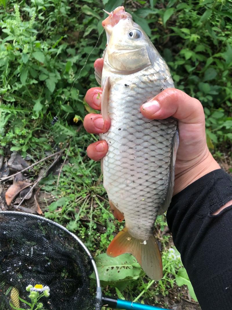 香魚垂釣方法_香魚生活習性_香魚_香魚的垂釣方法_釣魚百科