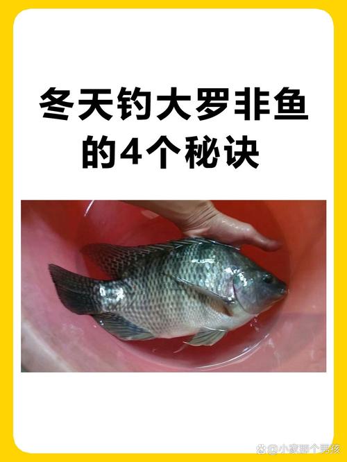釣羅非魚手竿技巧_詳談釣羅非魚必備的四個技巧必看_休閑釣羅非魚釣組配置