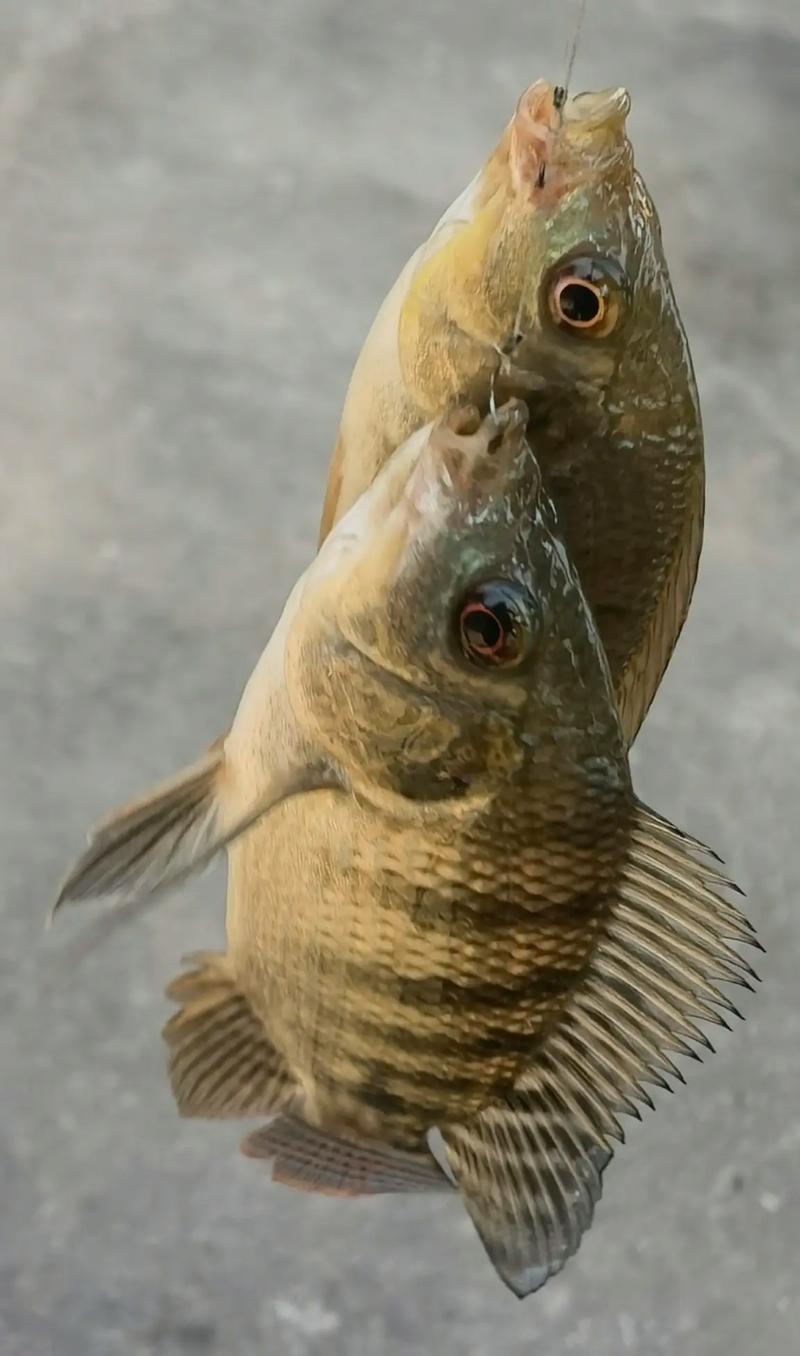 羅非魚垂釣攻略_釣羅非魚技巧_詳談釣羅非魚必備的四個技巧必看