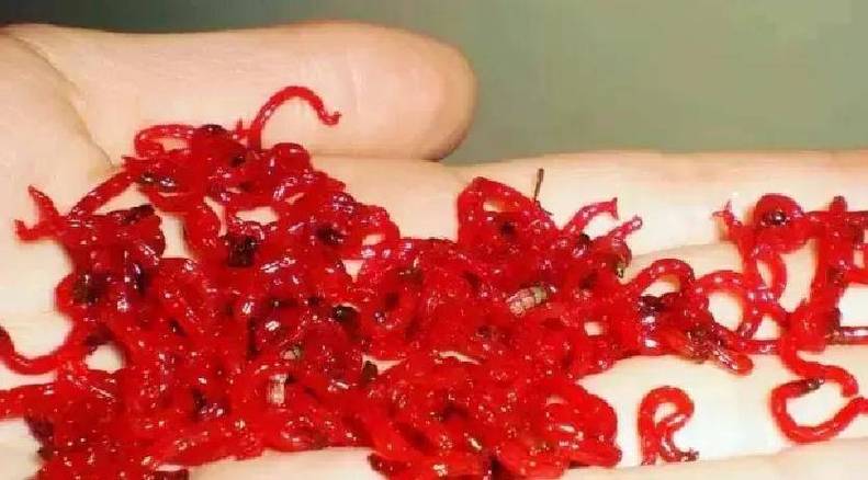 冬天紅蟲釣魚調漂調漂技巧_紅蟲釣不到魚的原因_冬季紅蟲釣魚技巧