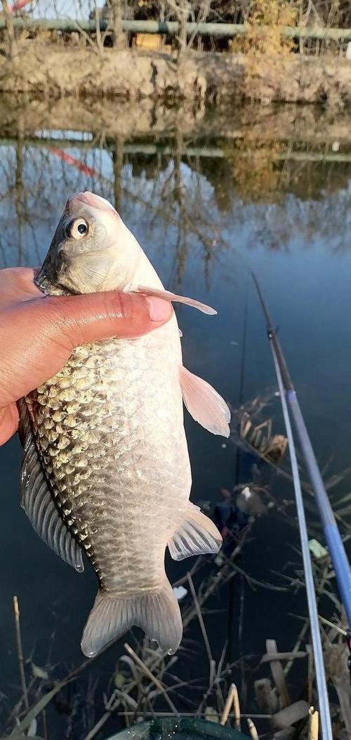 武漢釣魚_金銀湖釣魚地點_武漢釣魚好去處