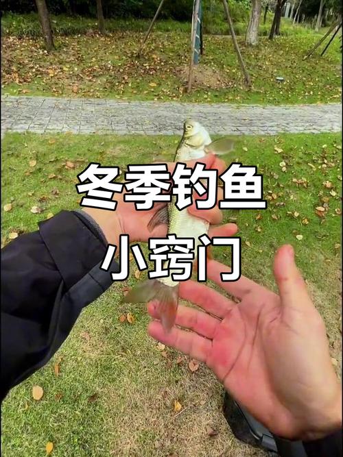 冬釣陽背風深水_冬季垂釣技巧_冬釣魚技巧