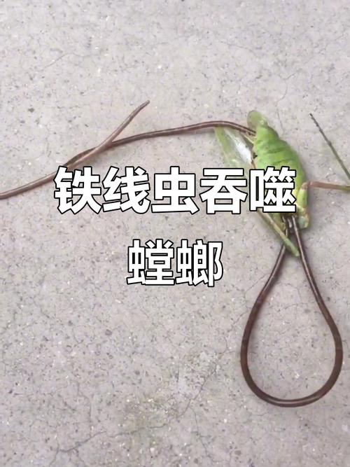 線蟲圖片_鐵線蟲 螳螂 寄生蟲