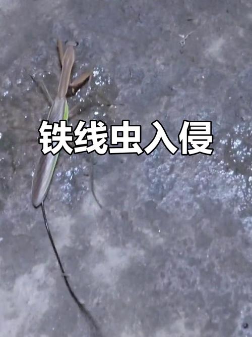 鐵線蟲 螳螂 寄生蟲_線蟲圖片