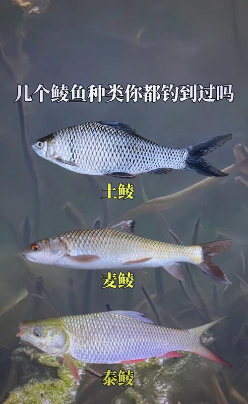 新手垂釣鯪魚需要知道的六個技巧必看_鯪魚最佳釣點選擇_初夏野釣鯪魚攻略