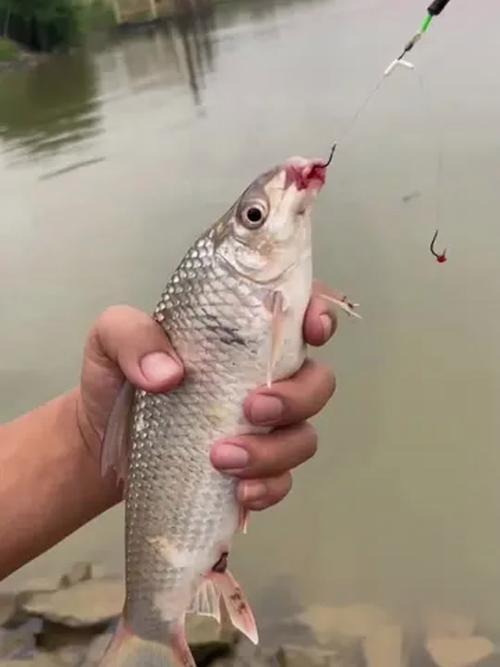 土鯪窗口期選擇_釣土鯪技巧_新手垂釣鯪魚需要知道的六個技巧必看