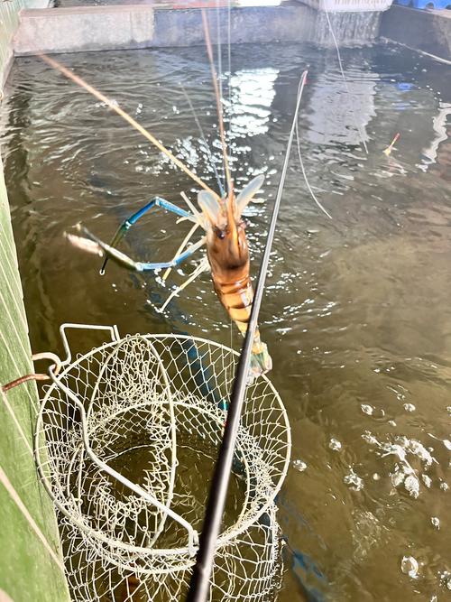 最佳釣蝦時間_新手釣魚之蝦池釣光魚_釣蝦技巧