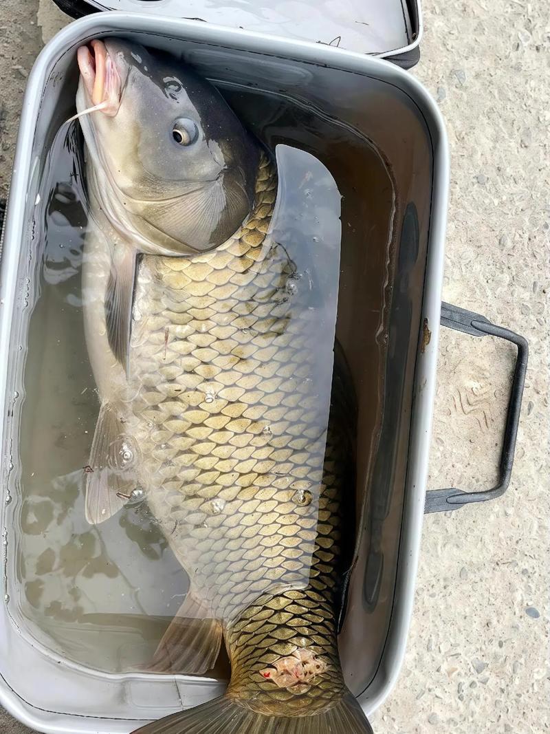 灞河釣魚攻略_西安免費野釣地點_西安周邊免費釣點