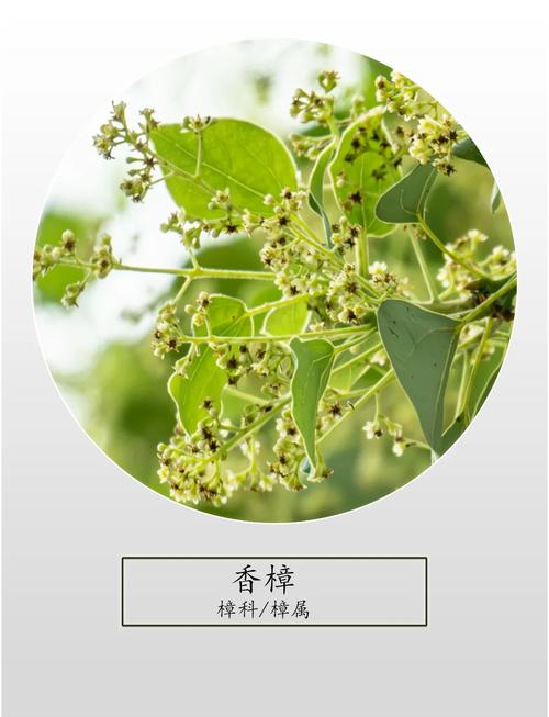 香樟果_香樟樹花期果期分布生長習性_香樟樹栽培價值經濟園林藥用