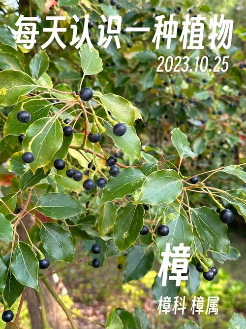 香樟樹栽培價值經濟園林藥用_香樟果_香樟樹花期果期分布生長習性