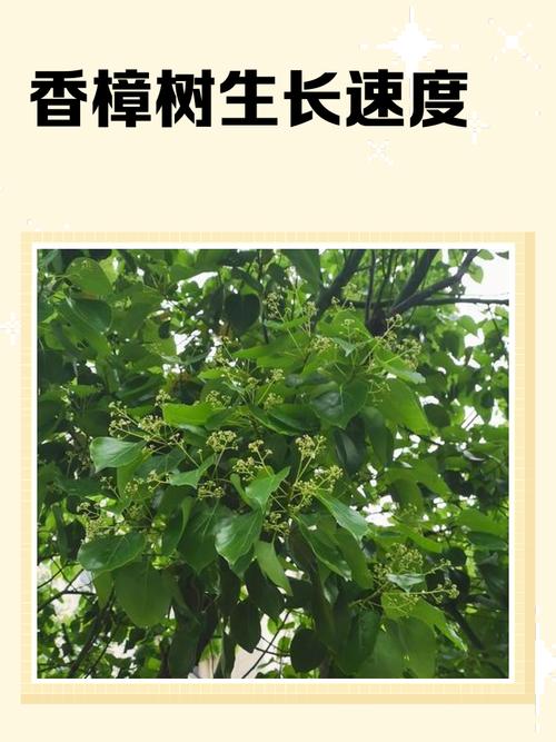 香樟樹花期果期分布生長習性_香樟果_香樟樹栽培價值經濟園林藥用