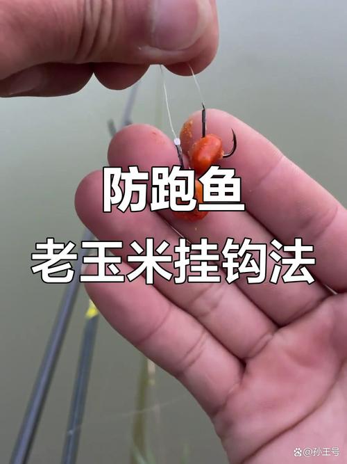 老壇玉米新用法_玉米怎么泡制釣魚餌料_老壇玉米打窩技巧