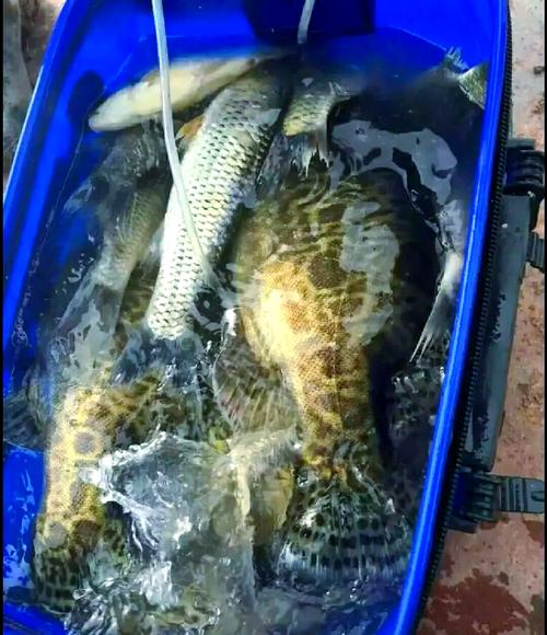 長壽湖_長壽湖釣魚規則_釣魚百科_長壽湖魚情分析_長壽湖釣魚攻略