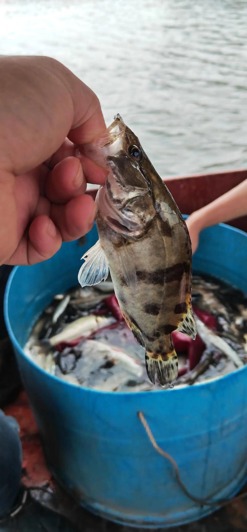長壽湖釣魚攻略_長壽湖魚情分析_長壽湖_長壽湖釣魚規則_釣魚百科