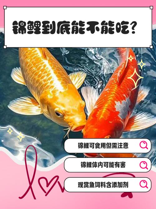 錦鯉的食用價值_鏡鯉能不能吃啊?_錦鯉魚能吃嗎