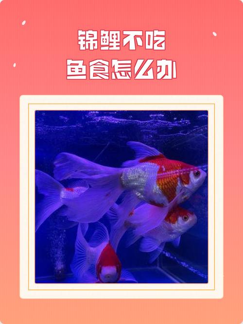 錦鯉能吃嗎 觀賞魚錦鯉能不能吃 錦鯉魚是食用魚嗎_鏡鯉能不能吃啊?