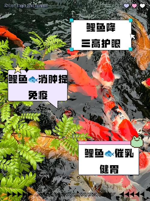 錦鯉能吃嗎 觀賞魚錦鯉能不能吃 錦鯉魚是食用魚嗎_鏡鯉能不能吃啊?
