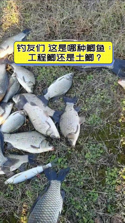 麻鯽特點_這到底是工程鯽還是土鯽魚?_工程鯽生長速度