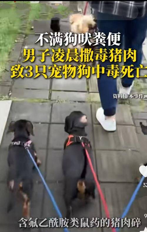 老鼠藥成分_投放老鼠藥 寵物狗中毒 投放危險物質罪