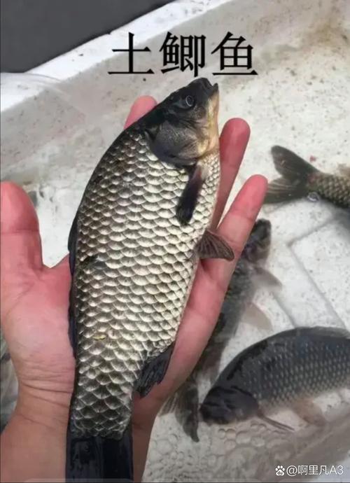 工程鯽識別方法_鯽魚外貌特征_這到底是工程鯽還是土鯽魚?