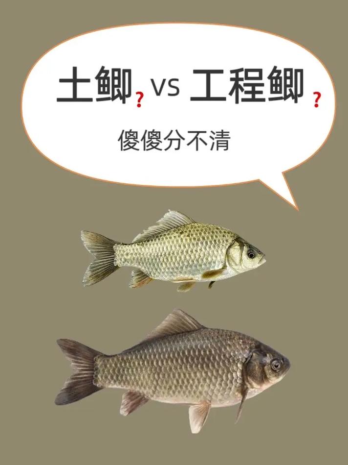 鯽魚外貌特征_這到底是工程鯽還是土鯽魚?_工程鯽識別方法