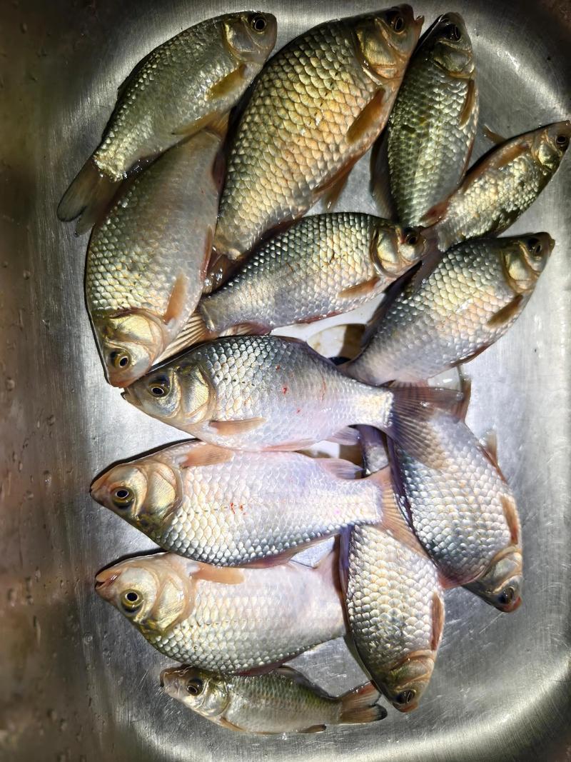 這到底是工程鯽還是土鯽魚?_鯽魚外貌特征_工程鯽識別方法
