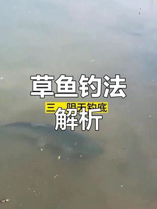 這時候大草魚釣底還是釣浮_浮釣草魚效果_釣草魚技巧
