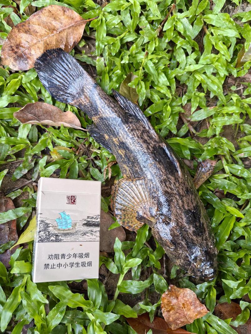 這種魚獲還是放生吧_釣魚放生_釣魚殺孽