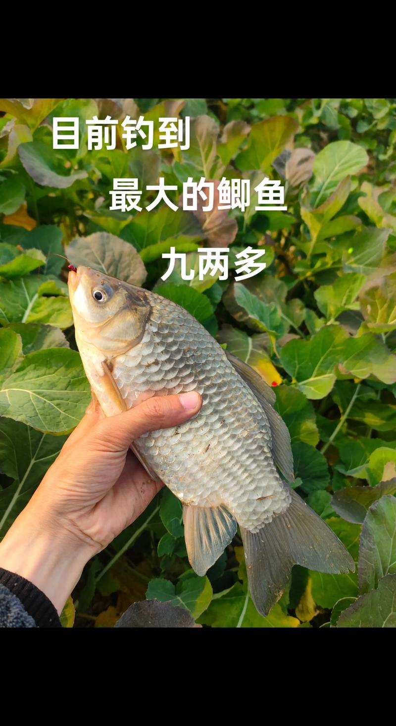 鯽魚野釣用什么餌料_鯽魚野釣秘訣視頻_野釣鯽魚