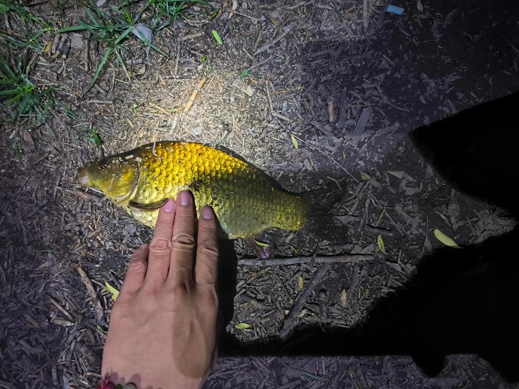 春季野釣鯽魚_初春野釣鯽魚技巧_野釣鯽魚絕招