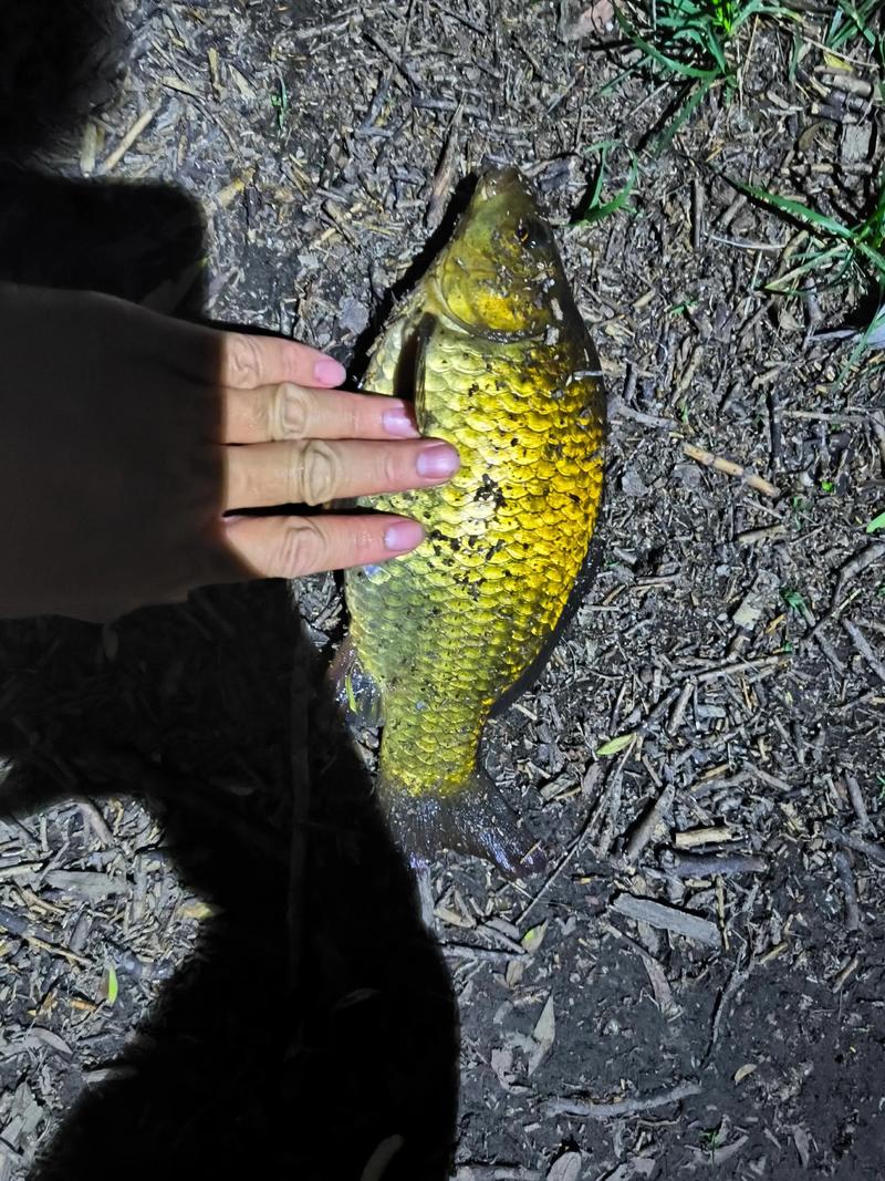 初春野釣鯽魚技巧_野釣鯽魚絕招_春季野釣鯽魚