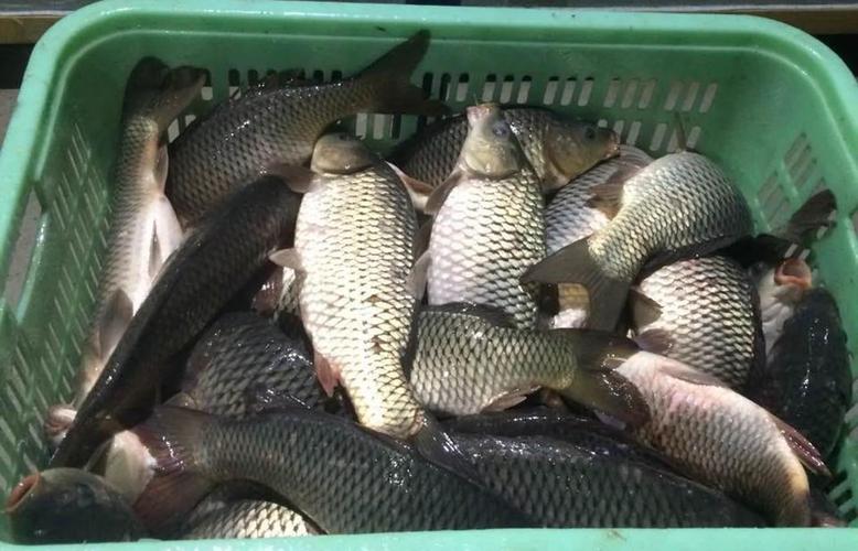 開個釣魚黑坑賺不賺錢?一看就知道_農村低成本創業項目_收費釣魚場生意