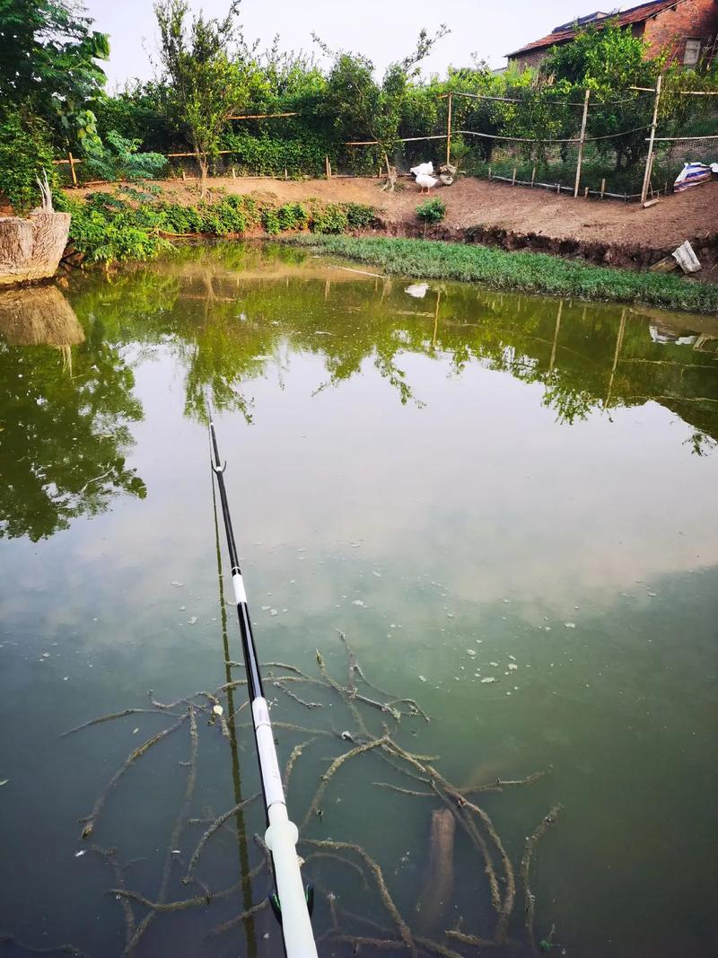 養鴨的魚塘釣魚技巧_養鴨子的魚塘魚怎么釣_養鴨子魚塘用什么釣魚