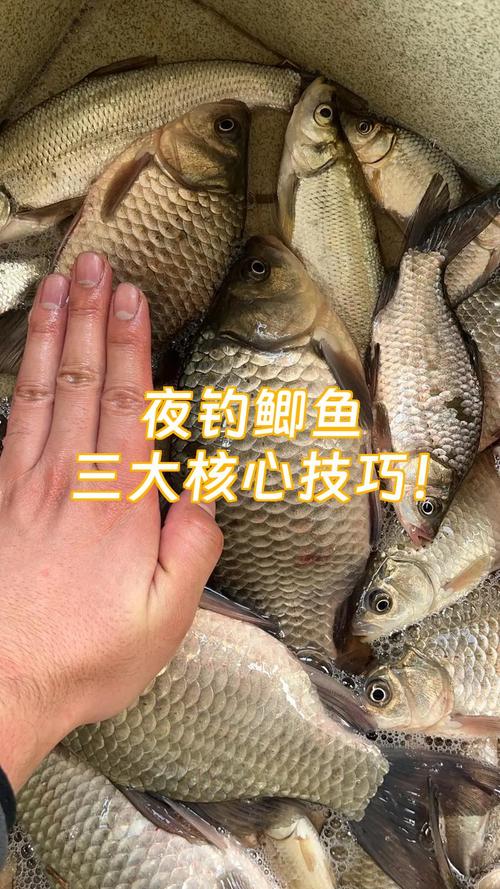 夜釣鯽魚釣深還是釣淺_夜釣三個高峰期時間_夜釣應釣淺深度選擇