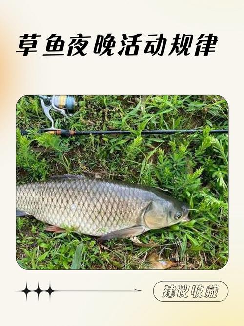 適合季節天氣夜釣_夜晚垂釣優勢_夜釣草魚