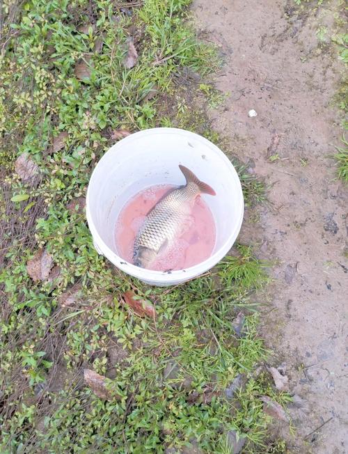 可視錨魚器 禁用漁具 非法捕魚_可視錨魚方便了自己坑苦了釣魚人