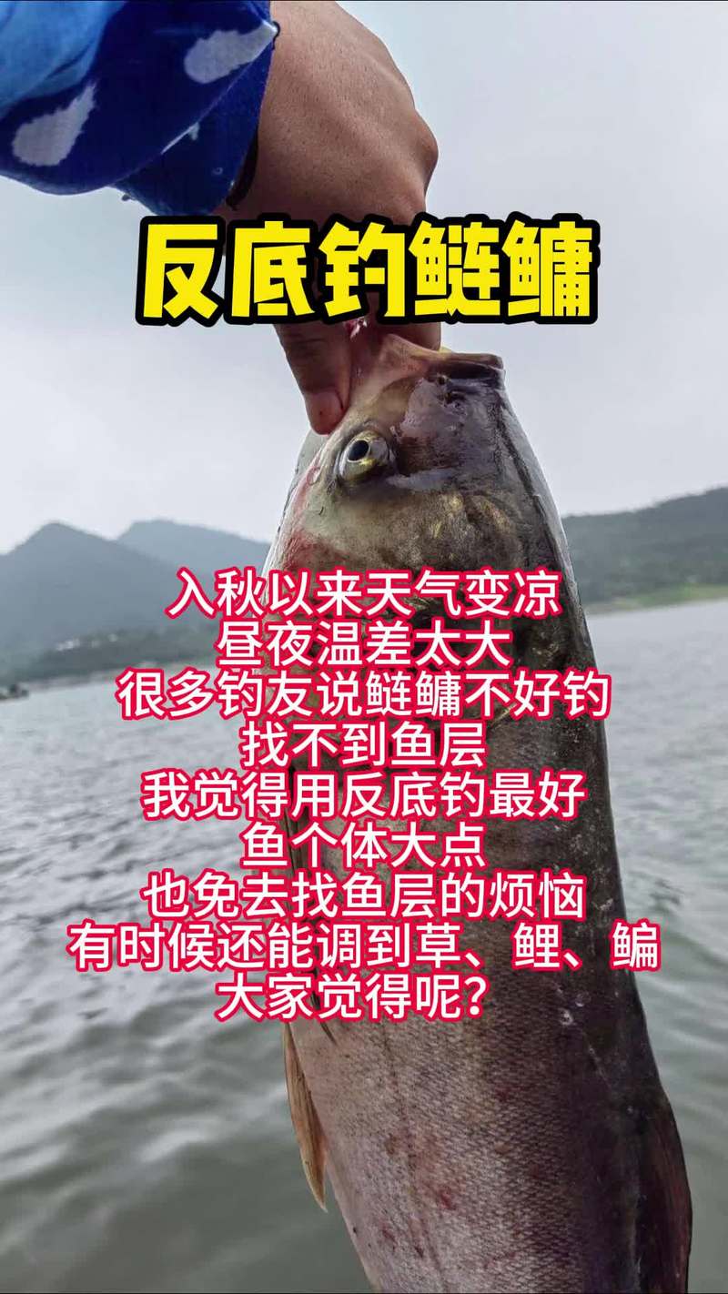 鰱鳙魚釣點選擇_釣鰱鳙魚技巧_鰱魚的釣法