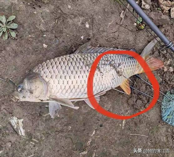 可視錨魚對生態的危害_釣魚者的選擇與責任_可視錨魚方便了自己坑苦了釣魚人