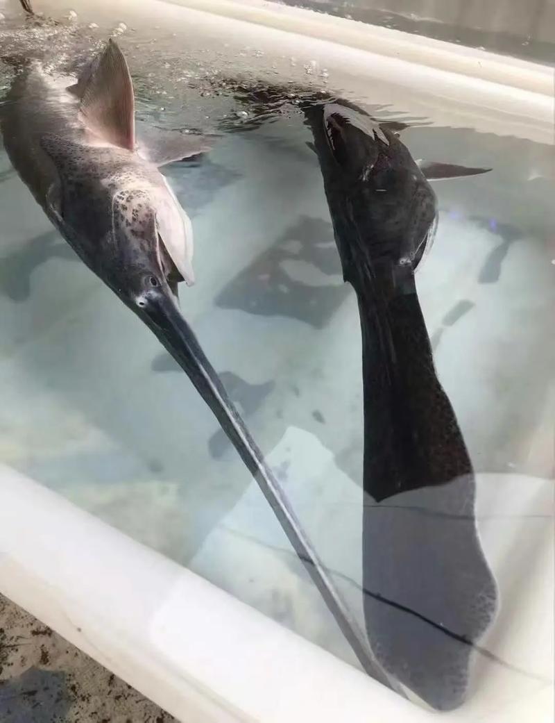 鴨嘴翹釣法_頂級鴨嘴翹特點_鴨嘴魚怎么垂釣?請賜教