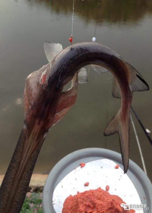 鴨嘴魚怎么垂釣?請賜教_四川鴨嘴翹釣法_鴨嘴翹與翹嘴魚口感對比