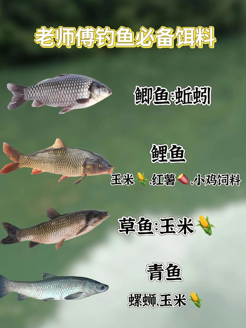 鴨嘴翹與翹嘴魚口感對比_四川鴨嘴翹釣法_鴨嘴魚怎么垂釣?請賜教