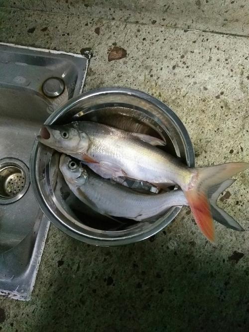 路亞翹嘴魚技巧 新手必看 翹嘴魚路亞釣法_終于找到點路亞的感覺旋轉亮片餌料釣翹嘴魚