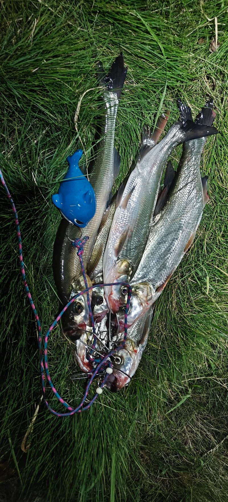 終于找到點路亞的感覺旋轉亮片餌料釣翹嘴魚_路亞翹嘴魚技巧 新手必看 翹嘴魚路亞釣法