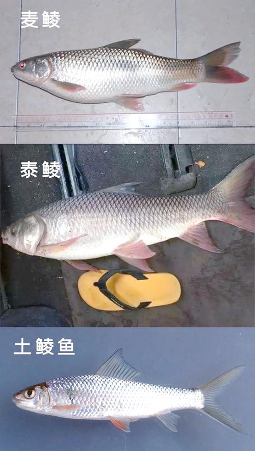 鯪魚圖片_鯪魚圖片大全圖片高清_鳡魚圖片魚的圖片