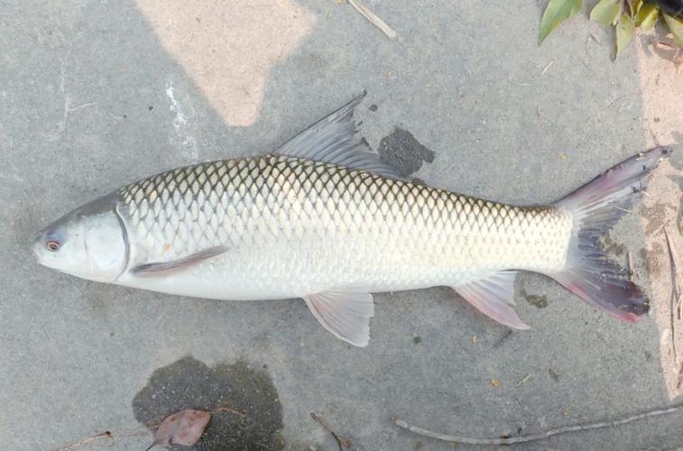 鳡魚圖片魚的圖片_鯪魚圖片大全圖片高清_鯪魚圖片