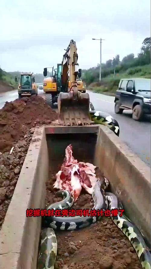 狂蟒之災?深圳工地挖出重達50斤的緬甸蟒_深圳蛇口工地發現巨蟒_巨蟒長度4米重量100多斤