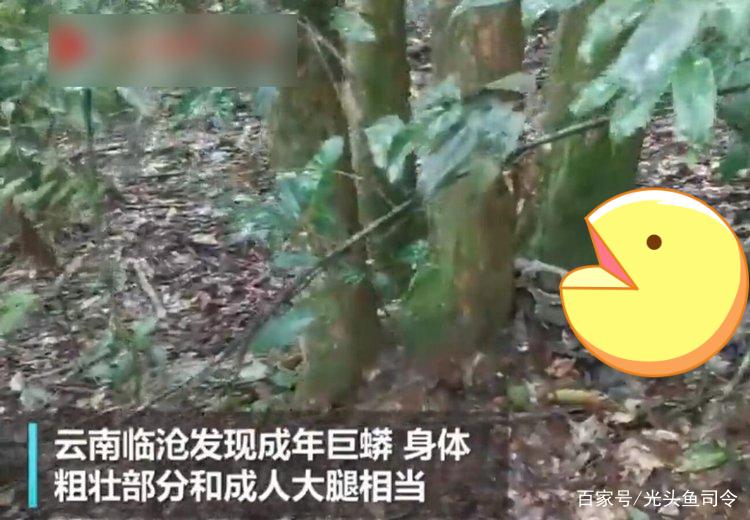 狂蟒之災?深圳工地挖出重達50斤的緬甸蟒_巨蟒長度4米重量100多斤_深圳蛇口工地發現巨蟒